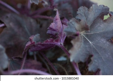 Black Pearl Heuchera