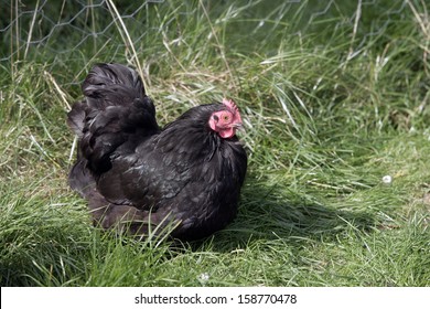 930 Pekin Chicken Images, Stock Photos & Vectors 