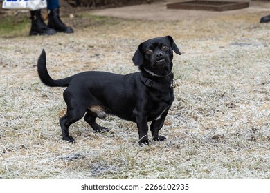 Black pekingese dachshund mix dog standing on frosted grass and looking at camera - Shutterstock ID 2266102935