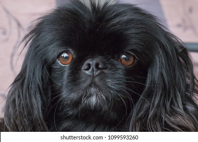 Imagenes Fotos De Stock Y Vectores Sobre Cute Pekingese Black