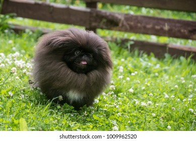 Black pekingese dog sitting on the grass