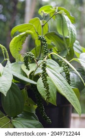 Black Pepper, Black Pepper Plant