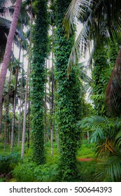 Black Pepper Plant