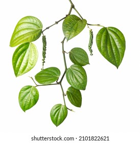 Black Pepper Plant Branch With Peppercorns, Piper Nigrum Isolated On White Background, Closeup View