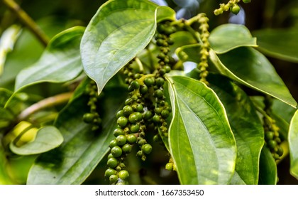 Black Pepper Plant Fresh Green Leaves Glow Tree