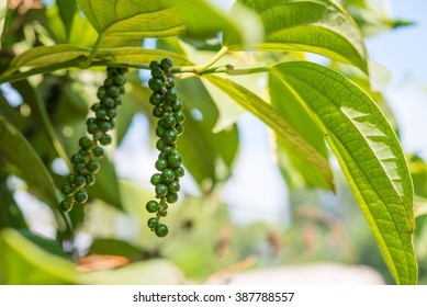 Black pepper - plant with green berries and leaves (Kumily, Kerala, India)