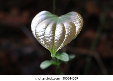 Black Pepper Plant Leaf