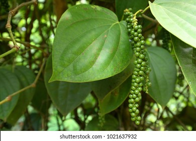 Black Pepper Plant In Sri Lanka