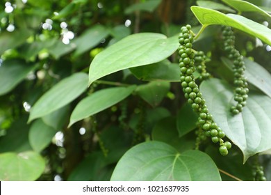 Black Pepper Plant In Sri Lanka