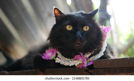 Black Persian Cat With Hibiscus Flower Garland