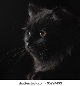 Black Persian Cat On Black Background