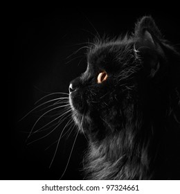 Black Persian Cat On Black Background