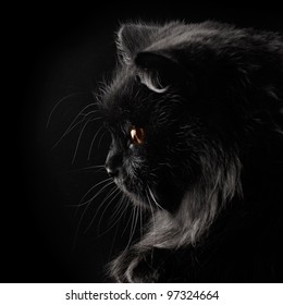 Black Persian Cat On Black Background