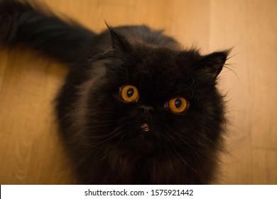 cat persian black