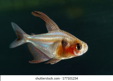 Black Phantom Tetra Fish