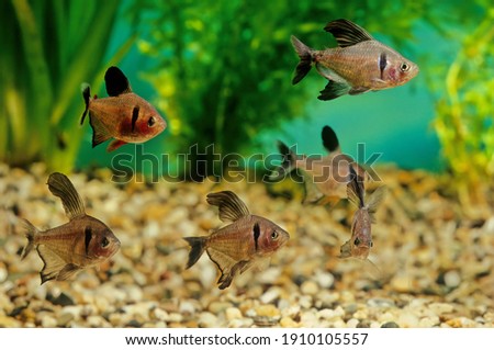 The black phantom tetra (Hyphessobrycon megalopterus), or simply phantom tetra, is a small freshwater fish of the characin family (Characidae) of order Characiformes.