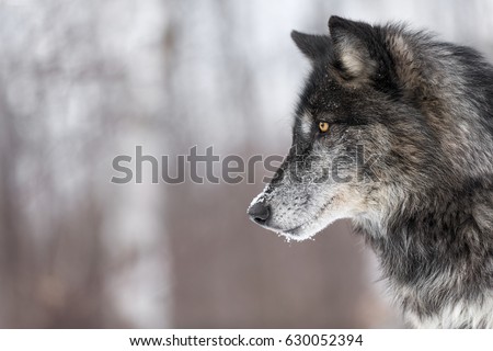 Black Phase Grey Wolf (Canis lupus) Profile Copy Space - captive animal
