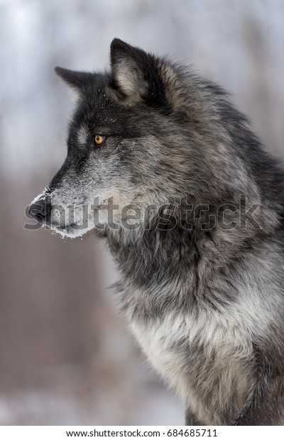 Black Phase Grey Wolf Canis Lupus Stock 