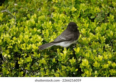 Black Phoebe bird perched on a tiny branch in a bush           