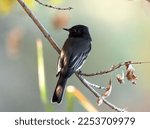 A Black Phoebe flycatcher perched on a low lying branch in a Riparian habitat at Gilbert Water Ranch in Arizona.