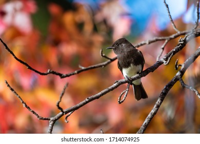 Black Phoebe At Mountain View Cemetery In Oakland, California.