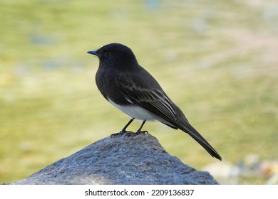 The black phoebe (Sayornis nigricans) is a passerine bird in the tyrant-flycatcher family.