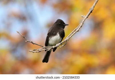 A Black Phoebe sitting on a branch.