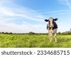 livestock cow
