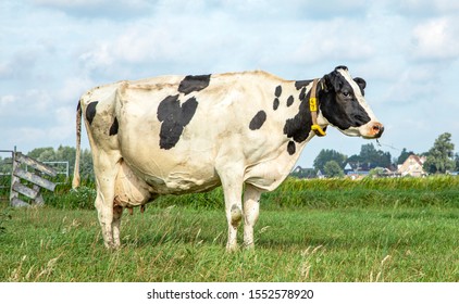 Black Pied Cow Friesian Holstein Eating Stock Photo 1552578920 ...