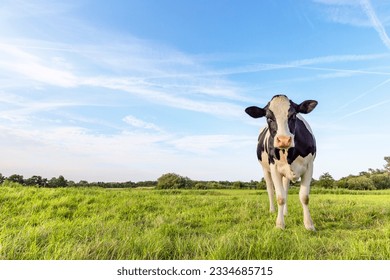 Black pied cow, friesian holstein, in the Netherlands, standing on green grass in a meadow, pasture, at the background a blue sky.