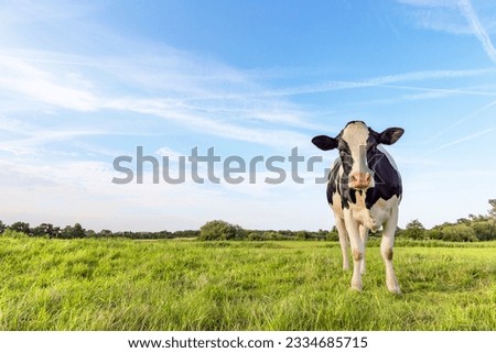 Black pied cow, friesian holstein, in the Netherlands, standing on green grass in a meadow, pasture, at the background a blue sky.