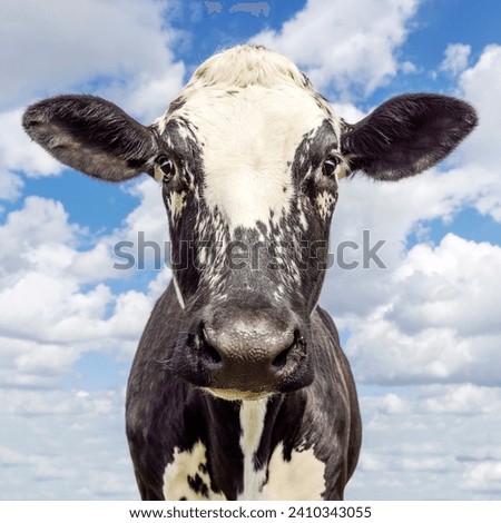 Black pied cow, spotty speckled, in the Netherlands, background a blue cloudy sky