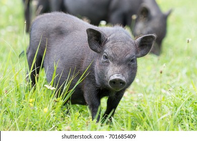 Black pig