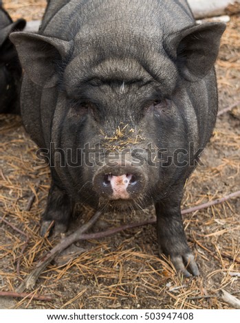 Similar – Foto Bild Flaschengefütterte Ferkel