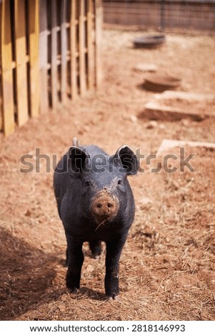 Black Pig Looking Up At Camera In Barnyard