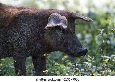 Black pig in the middle of the green nature