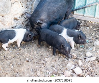 Black Pig Piglets Field Stock Photo 2037558593 | Shutterstock