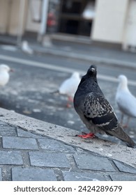 Black pigeon bird street photo