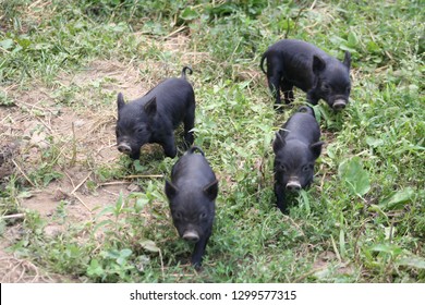 Black Piglet In The Grass 