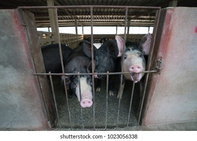 10,246 Black baby pig Images, Stock Photos & Vectors | Shutterstock