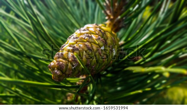 Black Pine cone, Northern Poland, Pinus Nigra,\
Austrian Pine, Corsican\
Pine