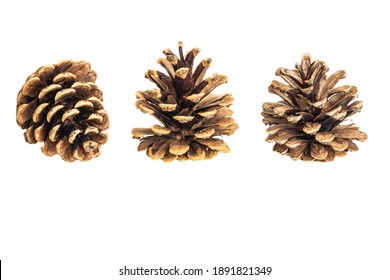 black pine cones on a white background - Powered by Shutterstock