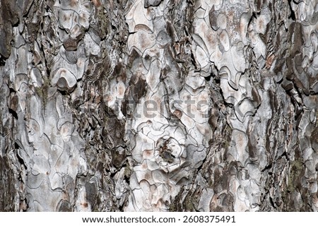 Black pine tree bark texture.