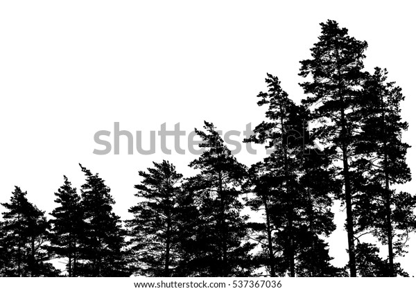 Black Pine Tree Silhouettes Isolated On Stock Photo 537367036 ...