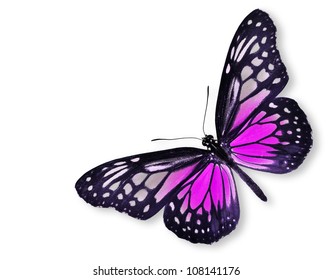 Black Pink Butterfy Flying Isolated Stock Photo 108141176 | Shutterstock