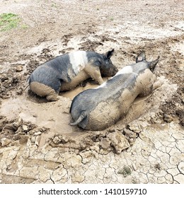 black and pink pigs laying in the mud