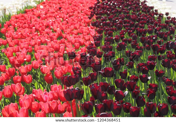 black and pink\
tulips. the contrasting texture of the flowers. flowerbed divided\
in half into light and\
dark.