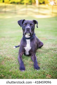 Black Pit Bull Mix Stock Photo 418459096 | Shutterstock