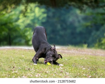 A Black Pit Bull Terrier Mixed Breed Dog Chewing On A Ball In A Play Bow Position