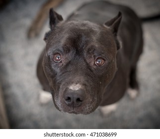 10,569 Pitbull black Images, Stock Photos & Vectors | Shutterstock